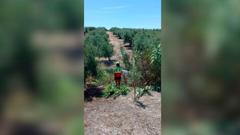 Incendio de pasto seco y cañas en Arroyo Blanquilla