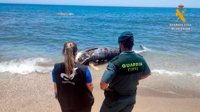 Guardias civiles al rescate de una tortuga, un delfín y un zifio de 6 metros