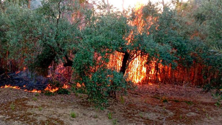 Queda controlado el incendio en la ribera del río Bedmar