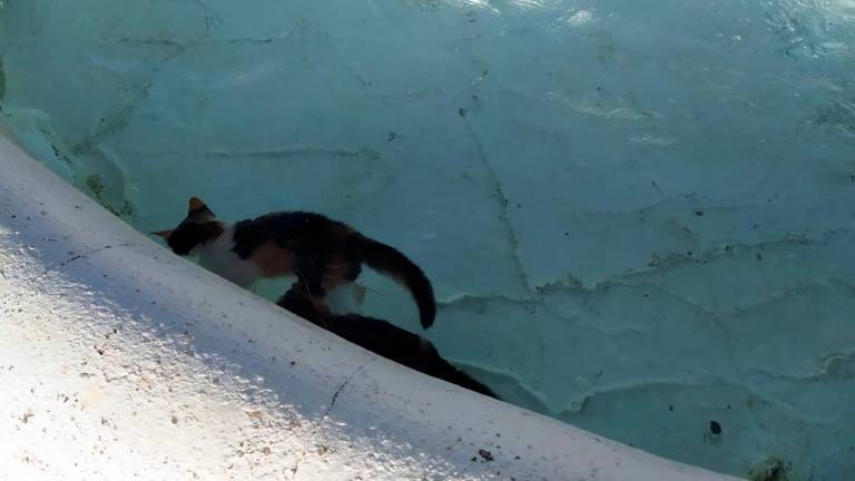 Encuentran a tres gatos ahogados en una fuente de Baeza