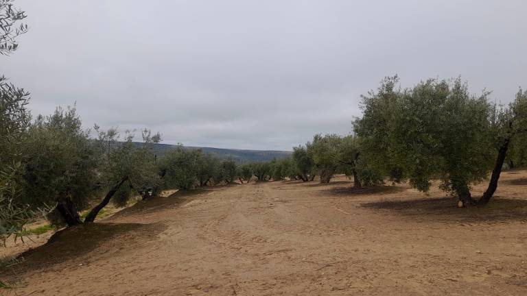 Más de 100.000 firmas para la paralización de la tala de olivos en Lopera