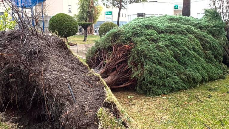 Las feroces rachas de viento tumban al menos tres árboles en el Hospital Neurotraumatológico de Jaén