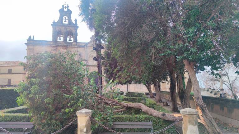 Rachas de viento de hasta 106 kilómetros por hora azotan Jaén
