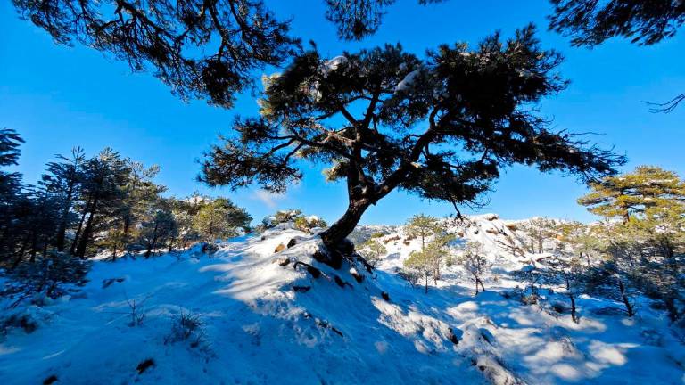 Desde el nacimiento del Guadalquivir al pino de las Cruces: Subida y bajada, nieve y más nieve