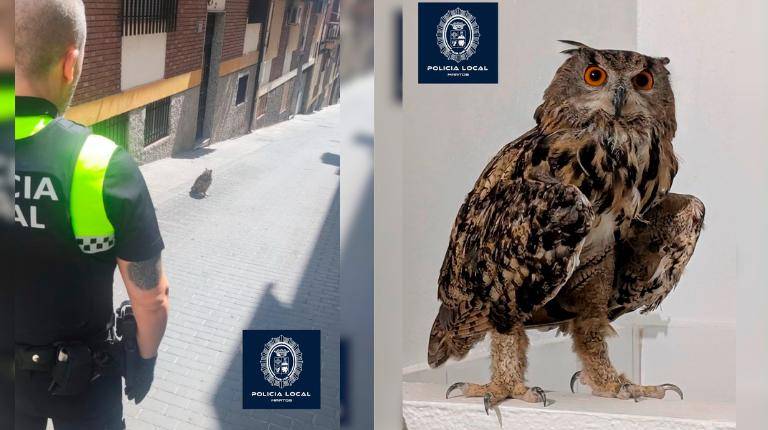 <i>Rescate búho real. / Ayuntamiento de Martos. </i>
