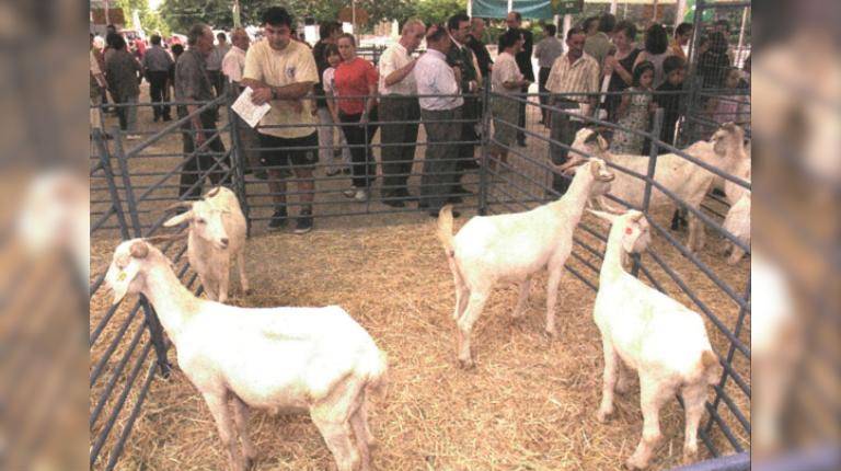 <i>Varias cabras blancas andaluzas instaladas en corrales en la feria de la comarca de Sierra Mágina. Al fondo, se aprecia el movimiento de público durante la jornada de inauguración. / Archivo histórico Diario JAÉN. </i>