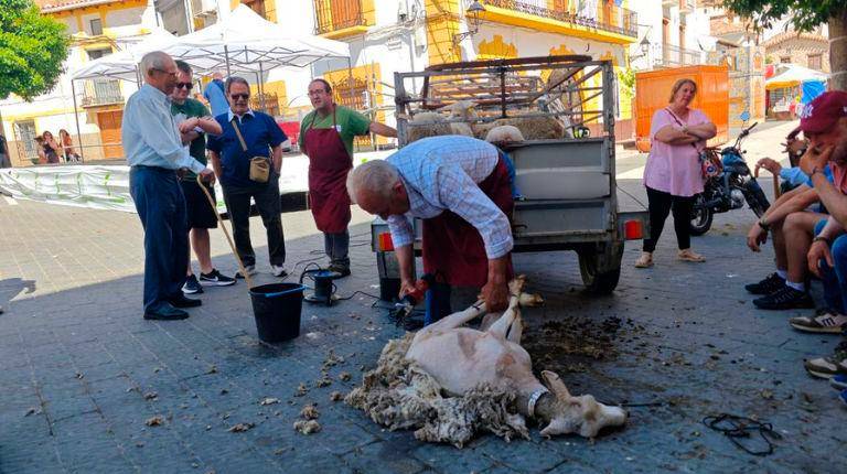 <i>Exhibición de esquilo de ovejas, en la Feria de la Trashumancia. / Diario JAÉN. </i>