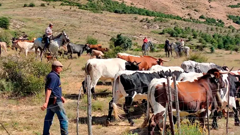 El valor económico de la ganaderia trashumante en la provincia