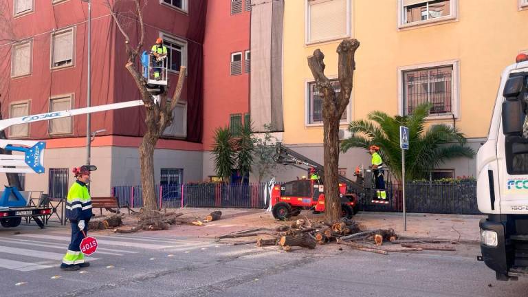 Los álamos de la avenida Ruiz Jiménez están en “pésimo estado”