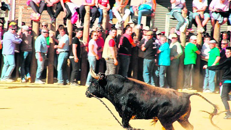 Reviva los encierros de Beas de Segura y Arroyo del Ojanco 2019, hoy