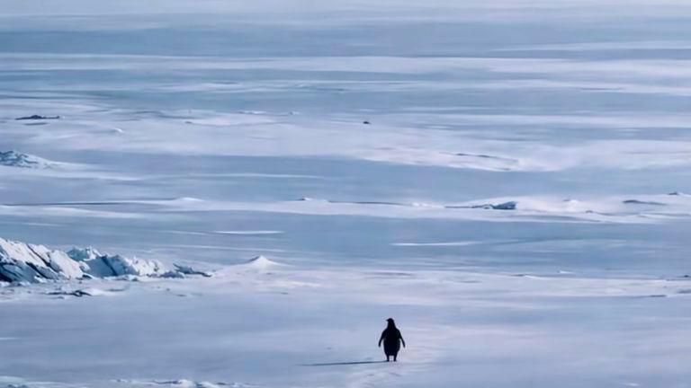 El pingüino que avanza hacia las montañas: El primer vídeo viral de 2026