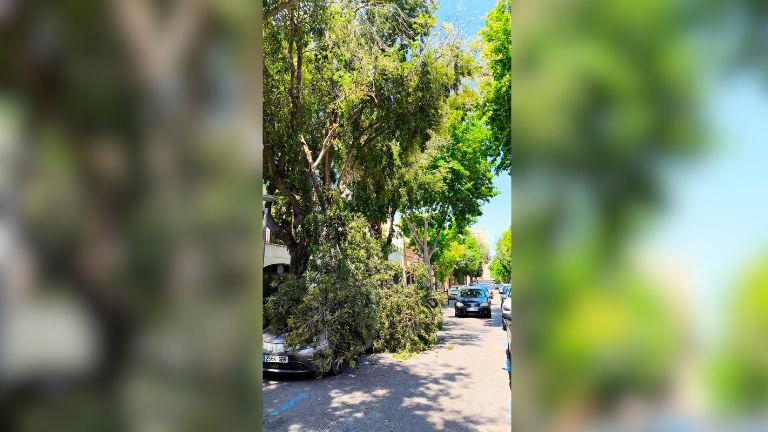 La rama de árbol caída sobre un coche en la calle Arquitecto Berges.