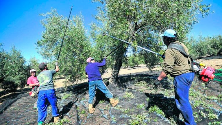 Por el olivar tradicional