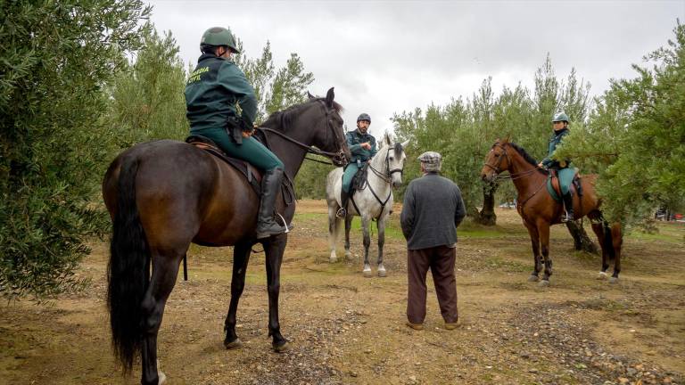 La campaña termina en Jaén con más de 377 toneladas de aceituna robada