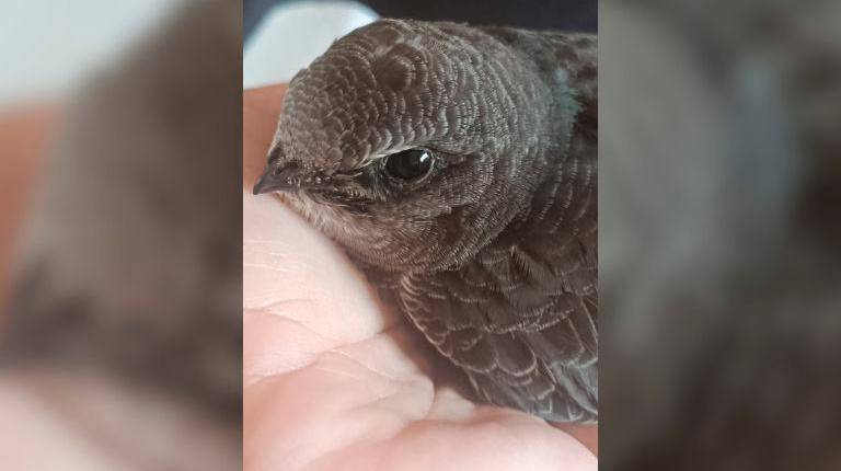 <i>Una de las aves atendidas en Andújar en la campaña de socorro estival. / Ameco / Europa Press</i>