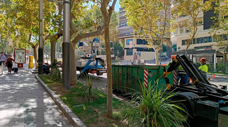 <i>Trabajos en la poda de los árboles del paseo de la estación. / Ayuntamiento de Jaén. </i>