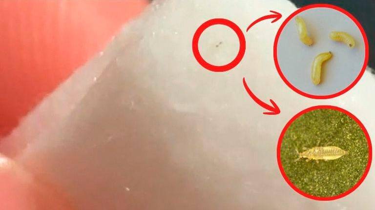 <i>Sobre estas líneas, gusano diminuto sobre una servilleta de papel tras la primera extracción en su casa. A la izquierda, dos imágenes en detalle que muestran cómo son las larvas de mosca de la oveja y de trip.</i>