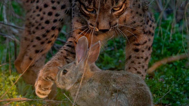 <i>Un lince trata de cazar a un conejo en un paraje natural de la provincia jiennense. / Ángel Hidalgo / Diario JAÉN</i>