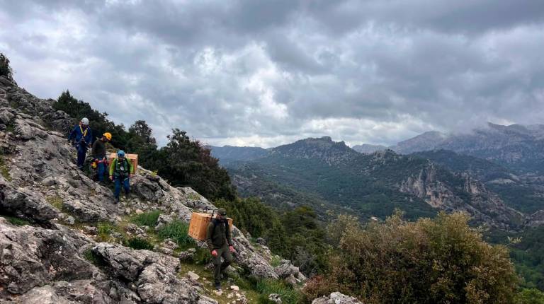 <i>Imágenes de la suelta de quebrantahuesos. / Junta de Andalucía.</i>