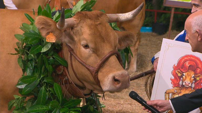 <i>Paloma, la ganadora de Miss Vaca 2026. / TVG. </i>