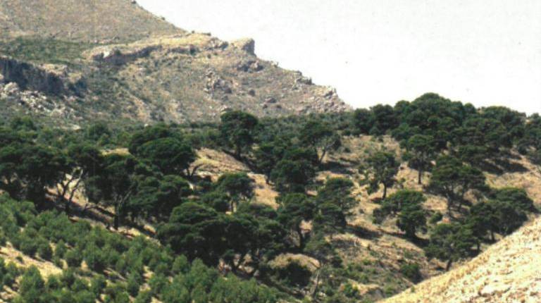 <i>Pinar de Cánava. / Archivo histórico Diario JAÉN. </i>
