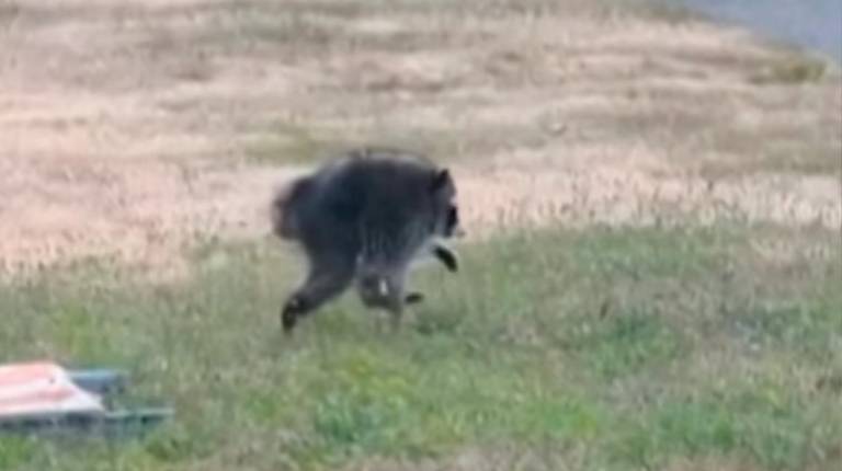 <i>Jimothy, mapache viral de Seattle. / BBC News. </i>