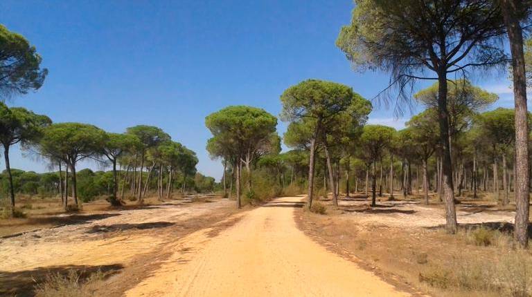 <i>Andalucía impulsa la “mayor inversión” a nivel nacional en la recuperación de las vías pecuarias. / Junta de Andalucía. </i>