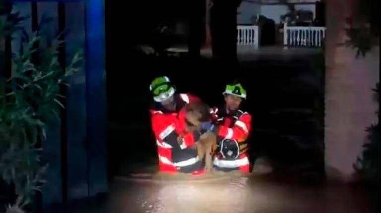 <i>Los bomberos rescatan a un animal de una casa completamente anegada.</i>