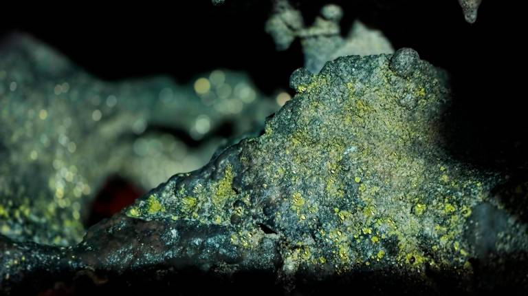 <i>Gotas de agua sobre una colonia de bacterias que repelen el agua, hidrófobas, y crean esta ilusión óptica de estar ante pepitas de oro cuando se alumbran con una linterna.</i>