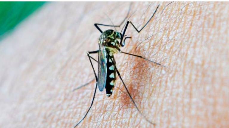 <i>Mosquito portador del Virus del Nilo Occidental (VNO). / </i>