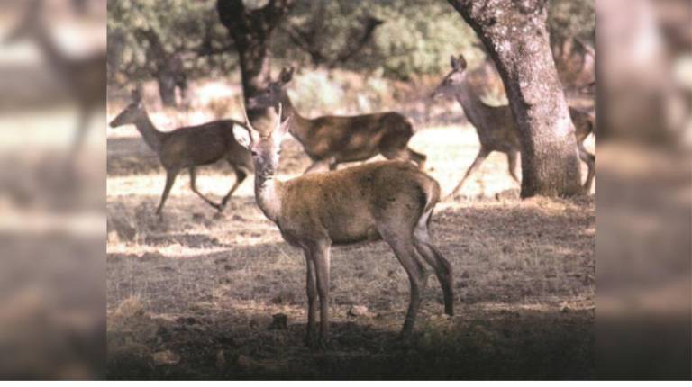 <i>Ciervos en Sierra Morena. / Archivo histórico Diario JAÉN. </i>
