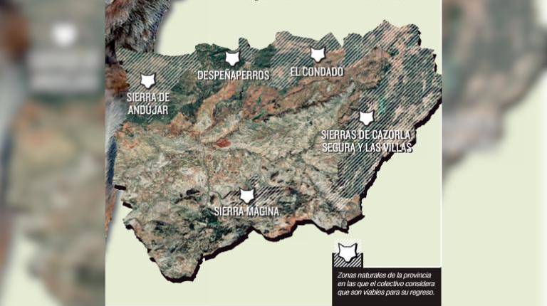 El lobo ibérico busca volver al Parque Natural de Cazorla, Segura y Las Villas