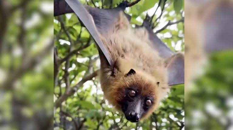 <i>Murciélago zorro volador. / @tvaztecapuebla.</i>
