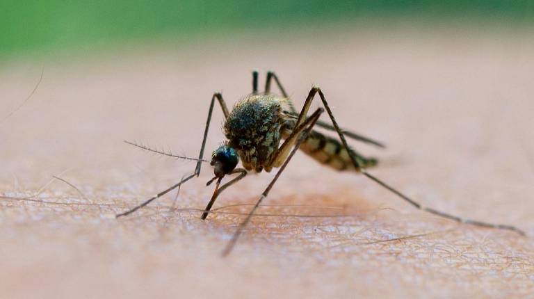 <i>Mosquito (VNO). / Europa Press.</i>