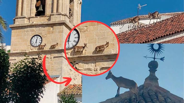 <i>Las cabras monteses caminan por la cornisa de la torre de la iglesia de Santa Marta, en Martos.</i>