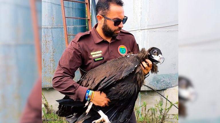 <i>Pedro Ruiz junto al buitre negro rescatado. </i>