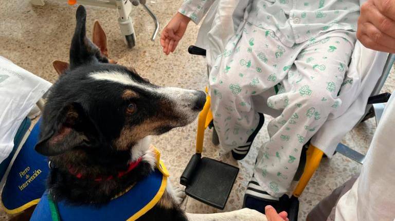<i>Terapia canina para niños en el Hospital Universitario de Jaén. / Junta de Andalucía. </i>