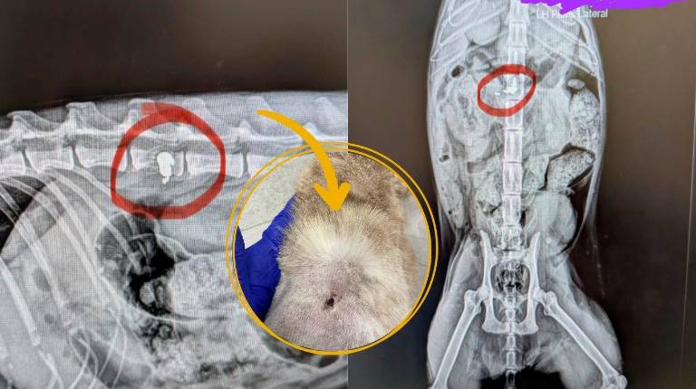 <i>Imágenes de la radiografía de la gata y la herida. / Facebook: Asociación Felinos Protegidos Jódar.</i>