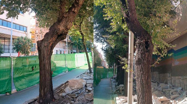 <i>Arbolado en Avenida de Madrid. / Ayuntamiento de Jaén. </i>