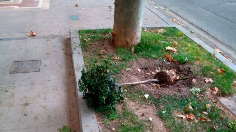 <i>Uno de los ejemplares de durillo arrancados en el paseo de la Estación. / Ayuntamiento de Jaén. </i>