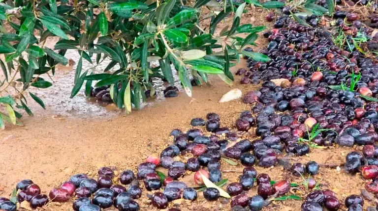 <i>Aceituna en el suelo como consecuencia del tren de borrascas de este año. </i>