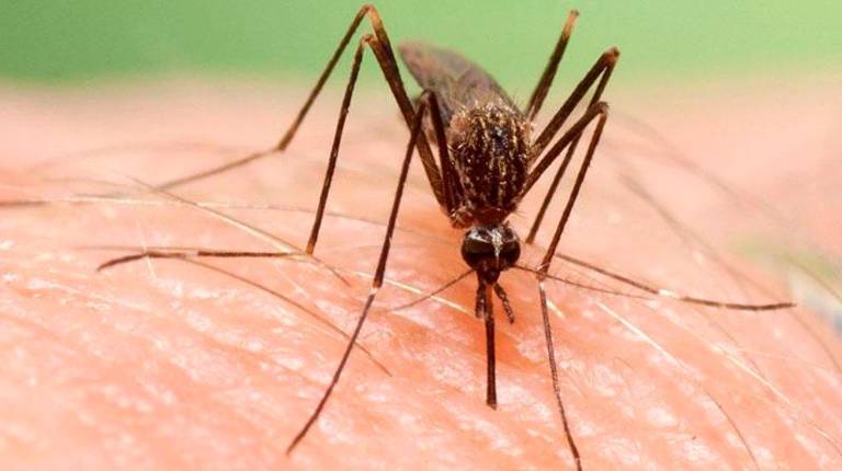 <i>Mosquito (foto de archivo).</i>
