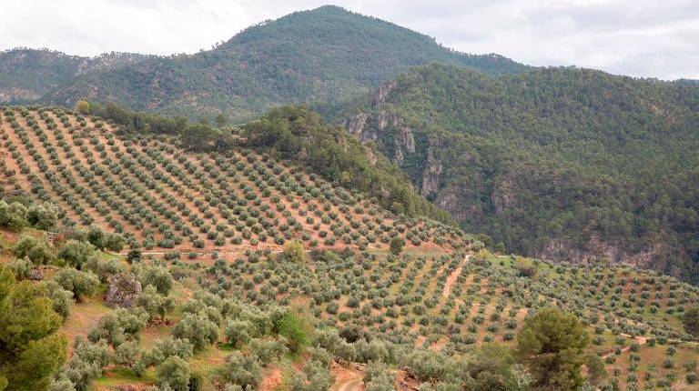 <i>Olivar de montaña en la Sierra de Segura. / Europa Press. </i>
