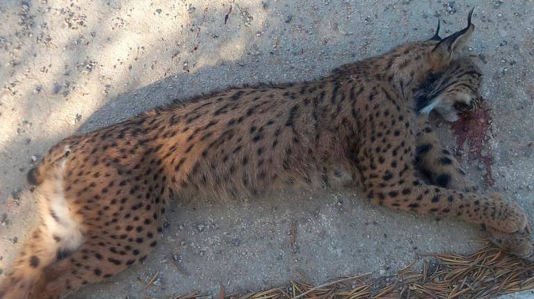 <i>Lince atropellado cerca del municipio de Alcaudete. </i>