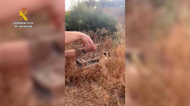 <i>Un agente de la Guardia Civil libera a un jilguero capturado ilegalmente en Torredonjimeno. / Guardia Civil. </i>