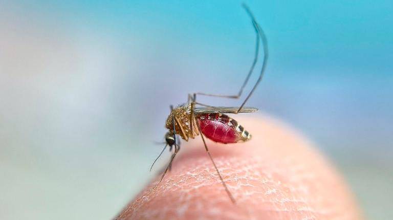 <i>Anecpla pide no acumular agua estancada para prevenir la picadura del mosquito transmisor del Virus del Nilo Occidental. / Anecpla. </i>