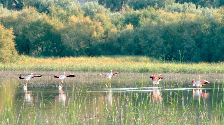 <i>Cinco flamencos buscan alimento en la laguna del Hituelo, ubicada en la carretera que une Martos con Santiago de Calatrava. / Archivo histórico Diario JAÉN. </i>