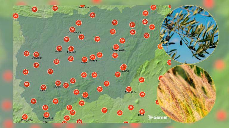 <i>Mapa de las temperaturas en la provincia de Jaén previstas para las dos de la tarde junto con los dos alérgenos más elevados: el olivo y la gramínea.</i>