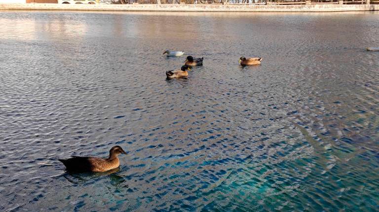 <i>Familia de patos en las aguas de Arbuniel. </i>