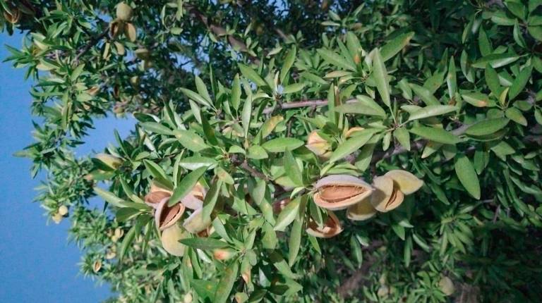 <i>Almendras rompiendo, a julio de 2026.</i>